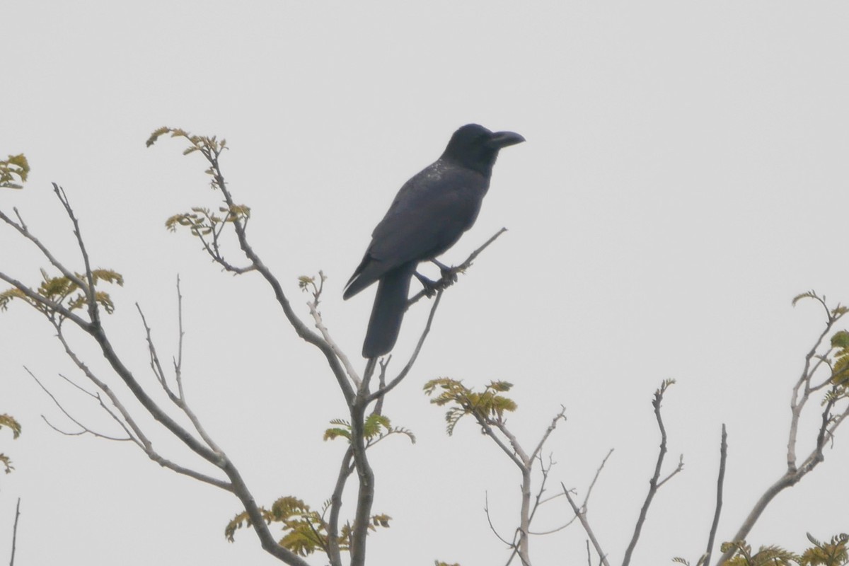 Large-billed Crow (Indian Jungle) - Sandeep Biswas
