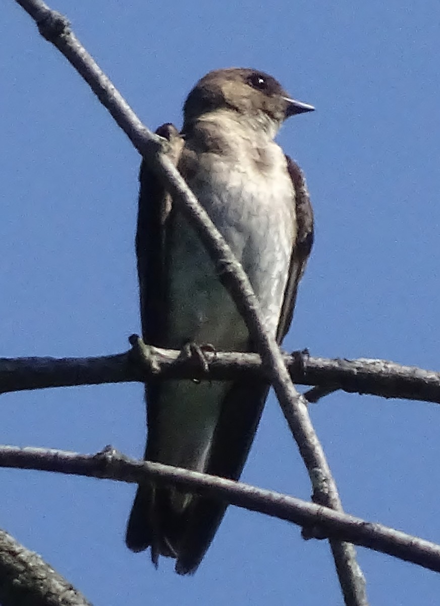 Northern Rough-winged Swallow - ML30962801