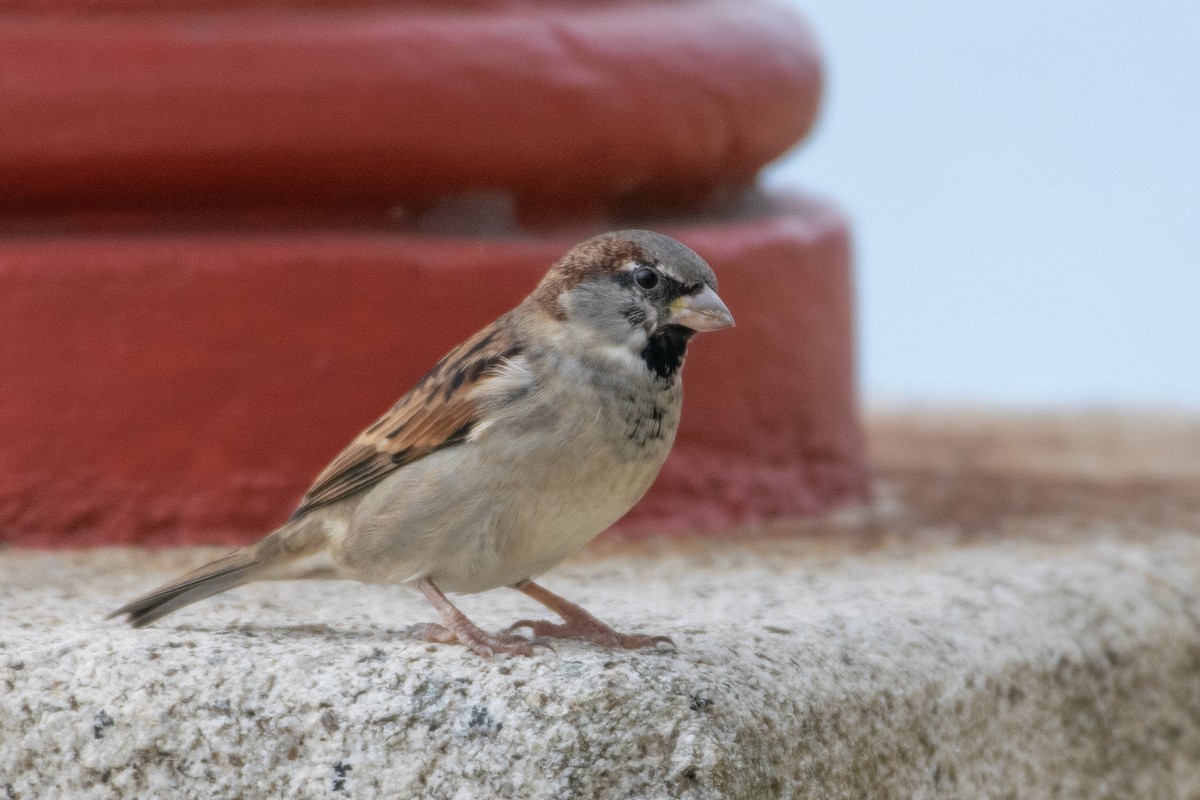 House Sparrow - Ana Amaral