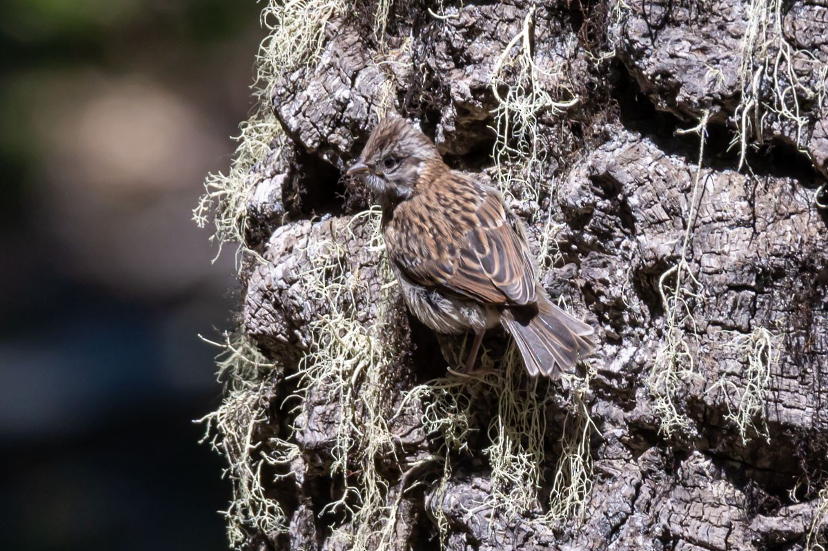 Rufous-collared Sparrow - Victor Hugo Michelini