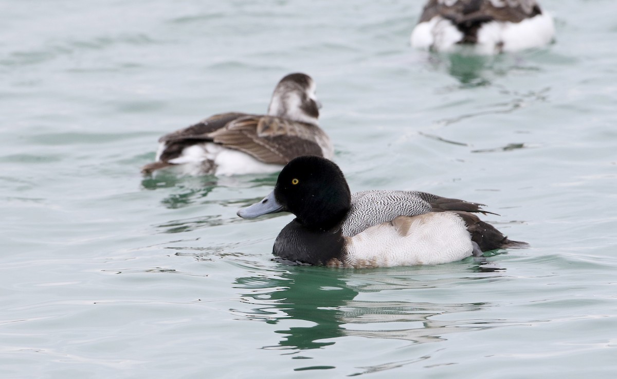Greater Scaup - ML309632471
