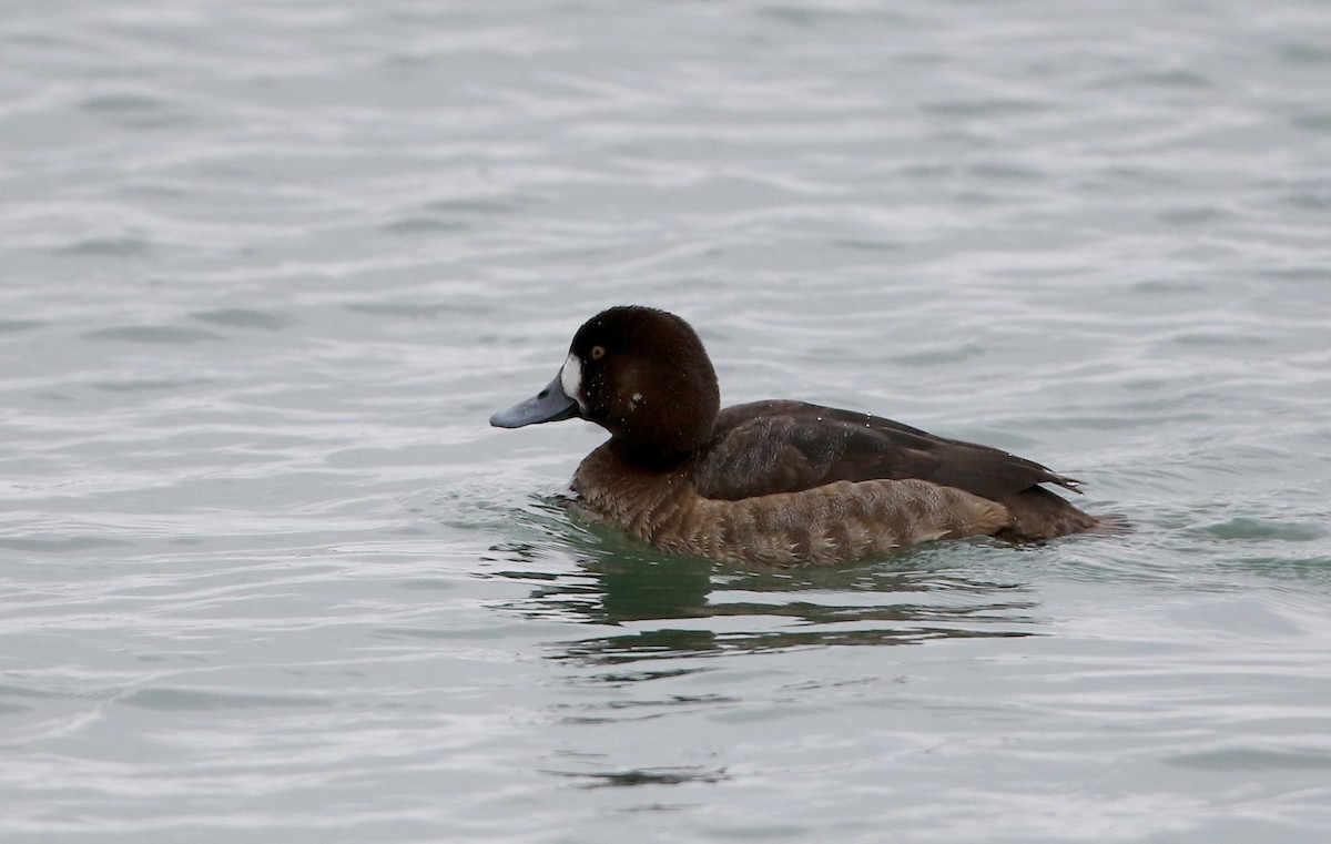 Greater Scaup - ML309634261