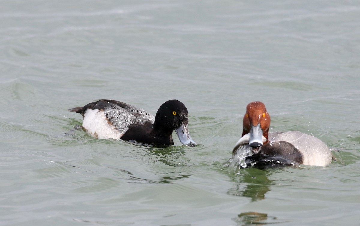 Greater Scaup - ML309634391