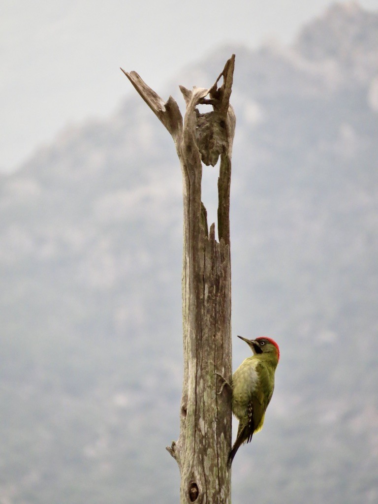 Levaillant's Woodpecker - Alexandre Justo Álvarez