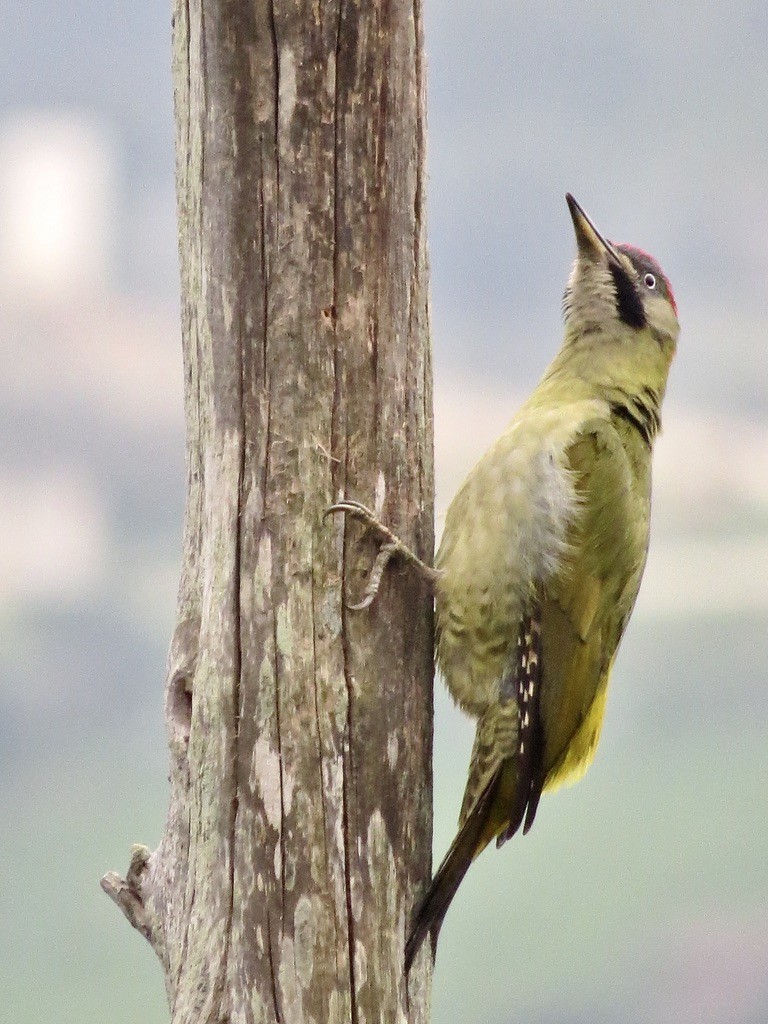Levaillant's Woodpecker - ML309636401
