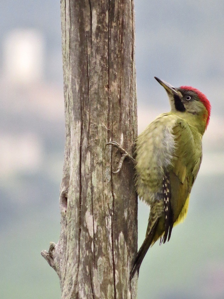 Levaillant's Woodpecker - ML309636411