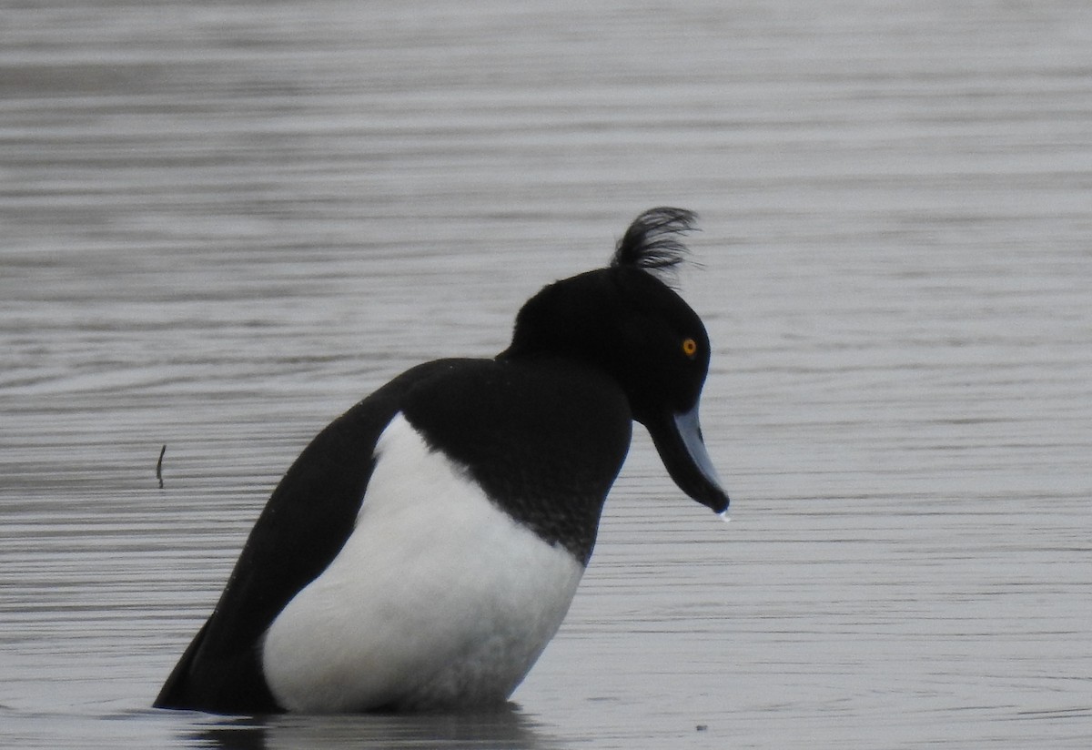 Tufted Duck - ML309644571