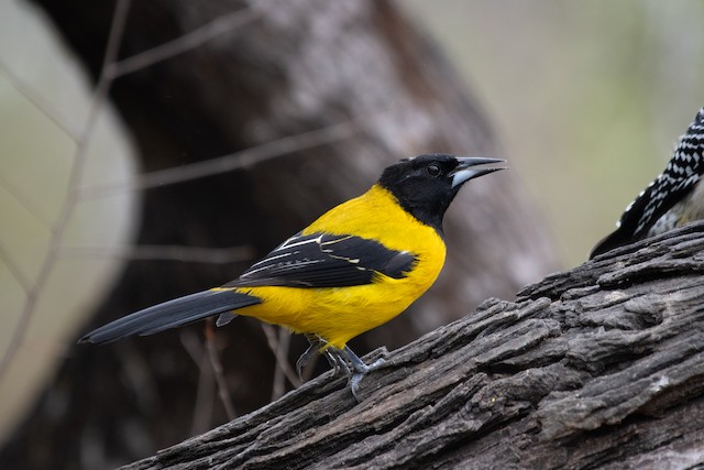 Audubon's Oriole