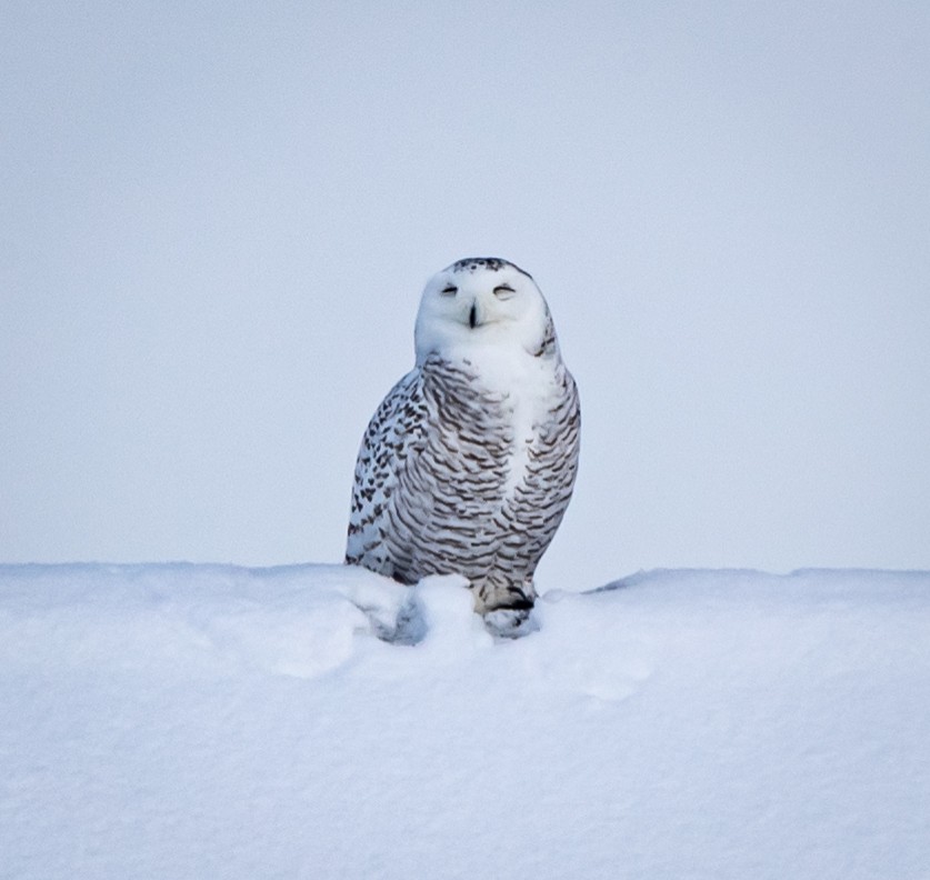 Snowy Owl - ML309647081