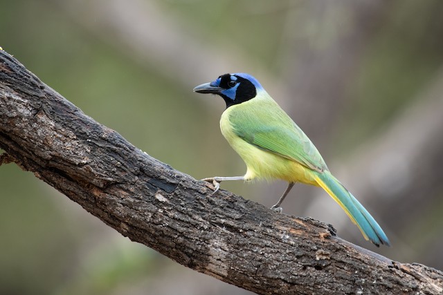 Green Jay