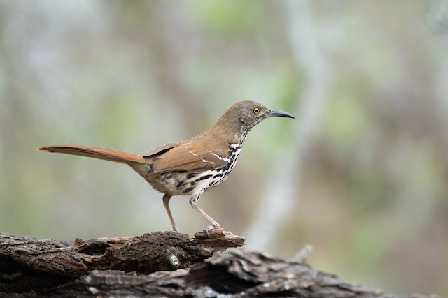 Long-billed Thrasher