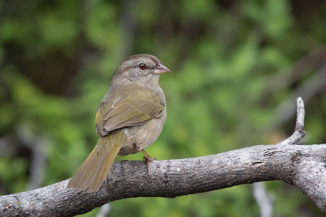 Olive Sparrow