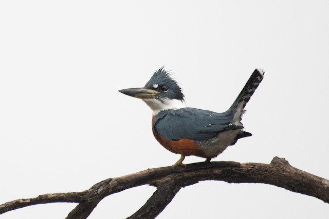 Ringed Kingfisher