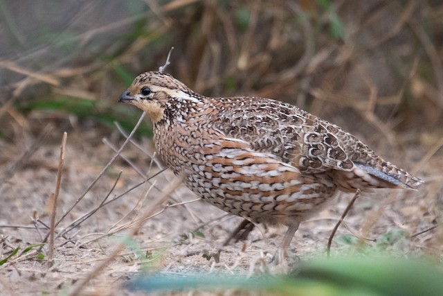 Northern Bobwhite