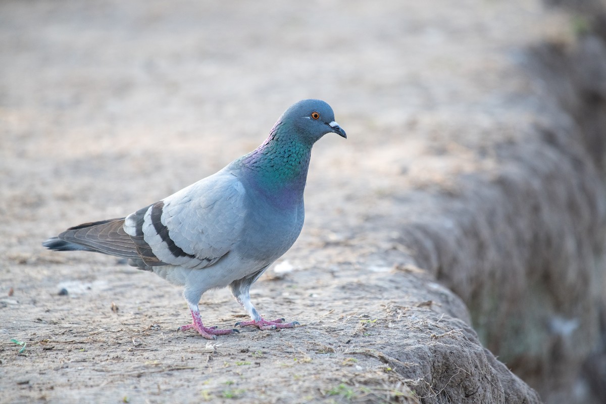 Rock Pigeon (Feral Pigeon) - ML309652321