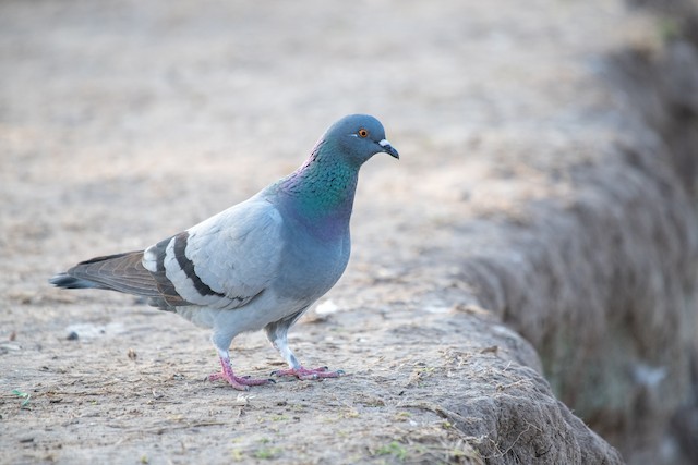 Rock Pigeon