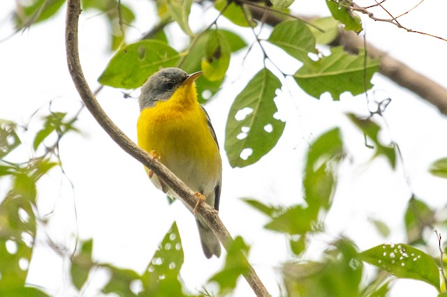 Tropical Parula