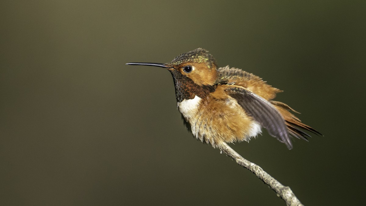 Allen's Hummingbird - Bob Gunderson