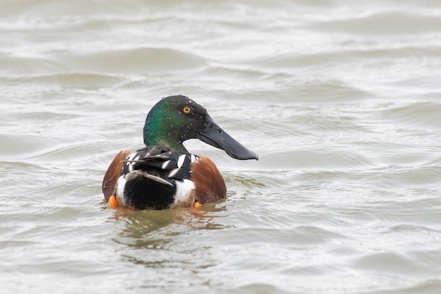 Northern Shoveler