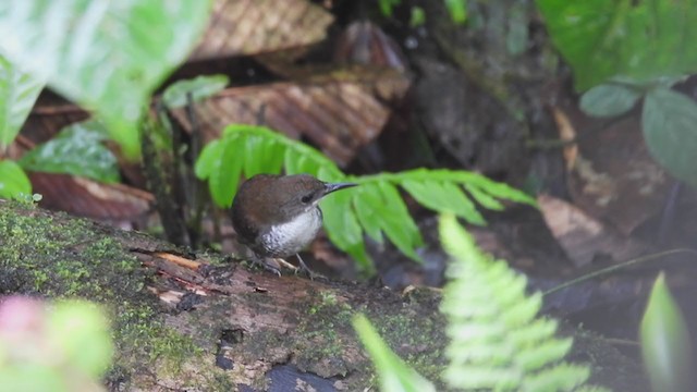 Scaly-breasted Wren - ML309653491