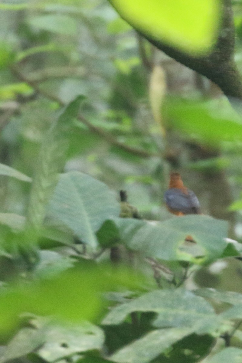 Red-capped Robin-Chat - ML309656591