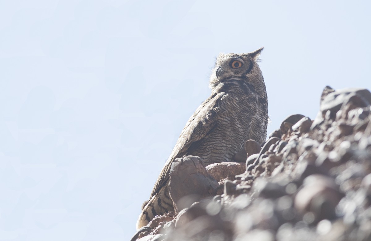 Lesser Horned Owl - Giselle Mangini