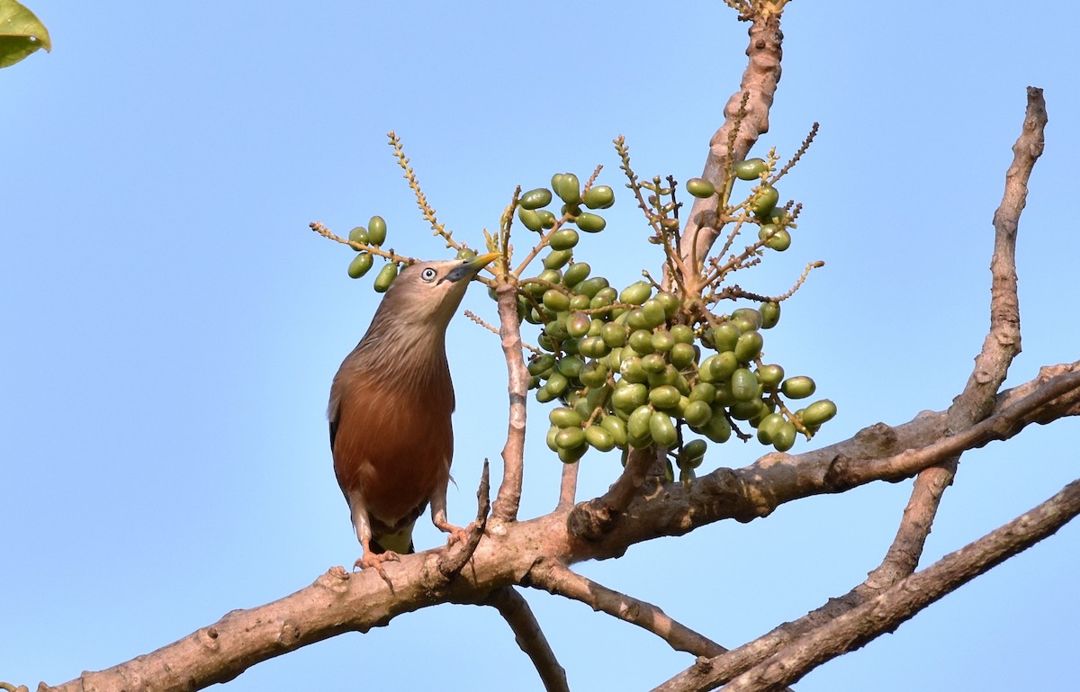 Chestnut-tailed Starling - ML309663311