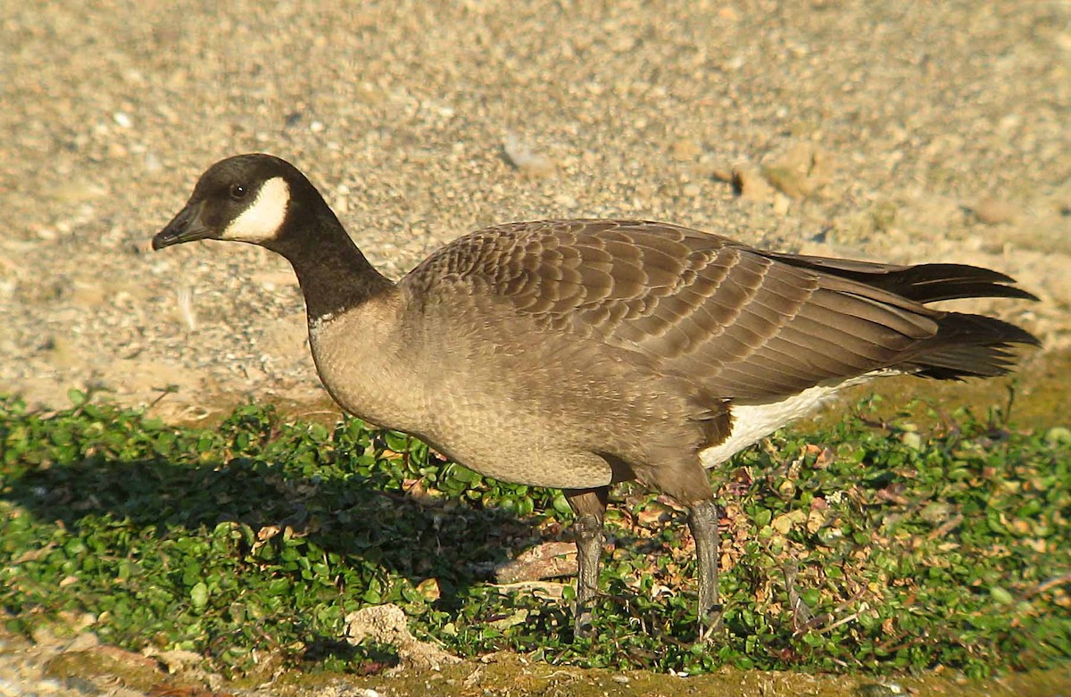 Cackling Goose - Tom Edell