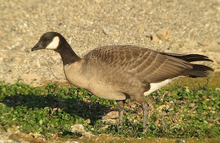 Cackling Goose, ML30966741