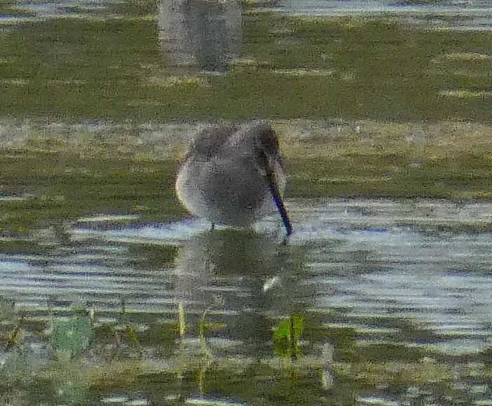 Long-billed Dowitcher - ML309668251