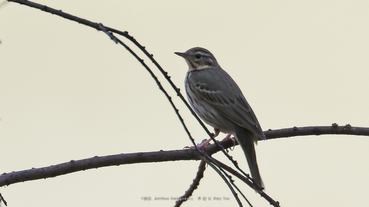 Olive-backed Pipit - ML309669241