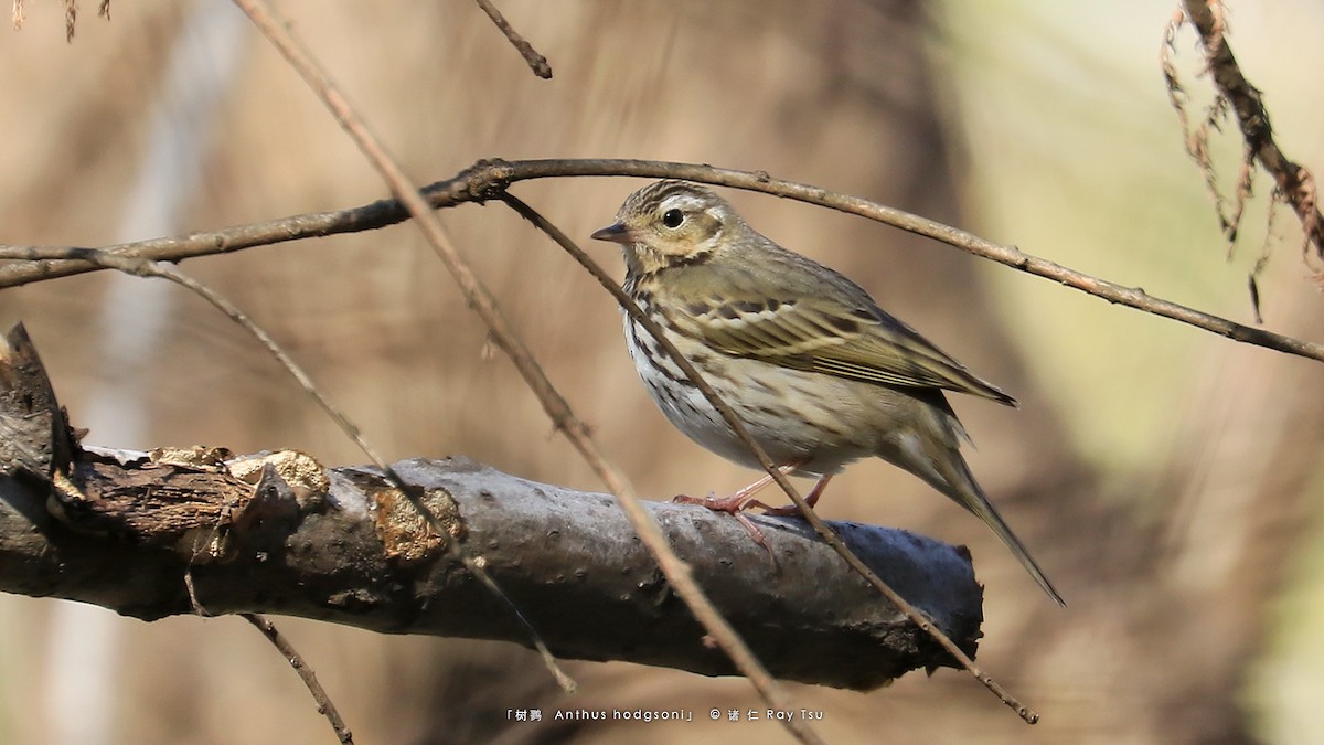 Olive-backed Pipit - ML309669261