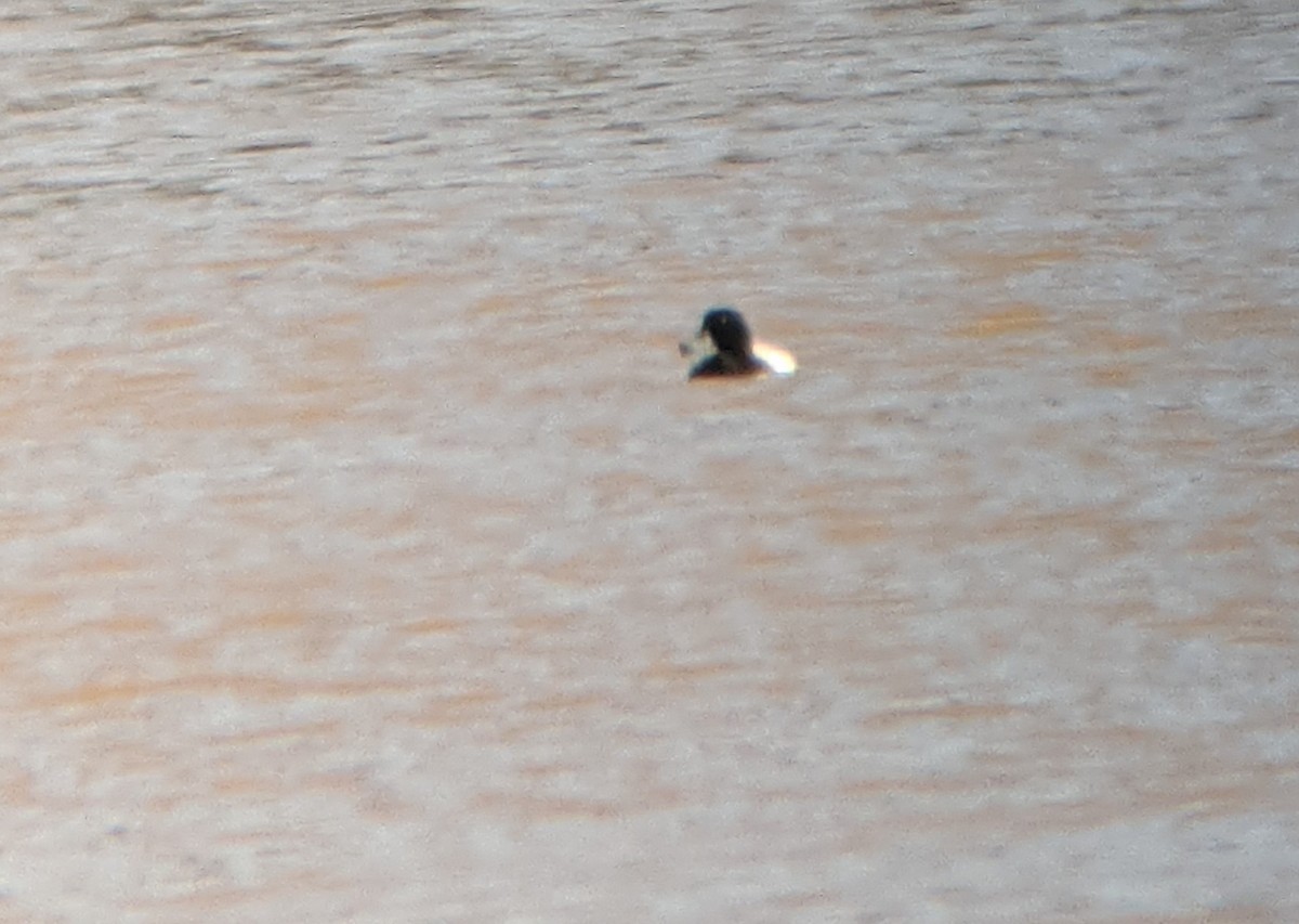 Greater Scaup - ML309672351