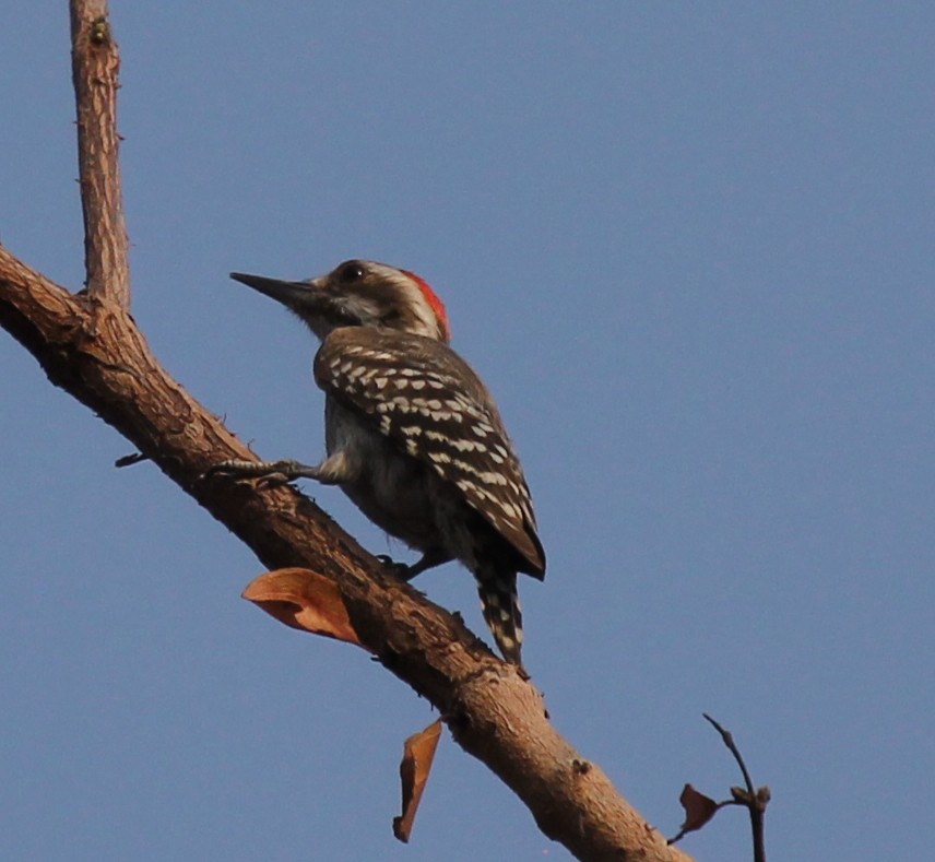 Brown-backed Woodpecker - simon walkley