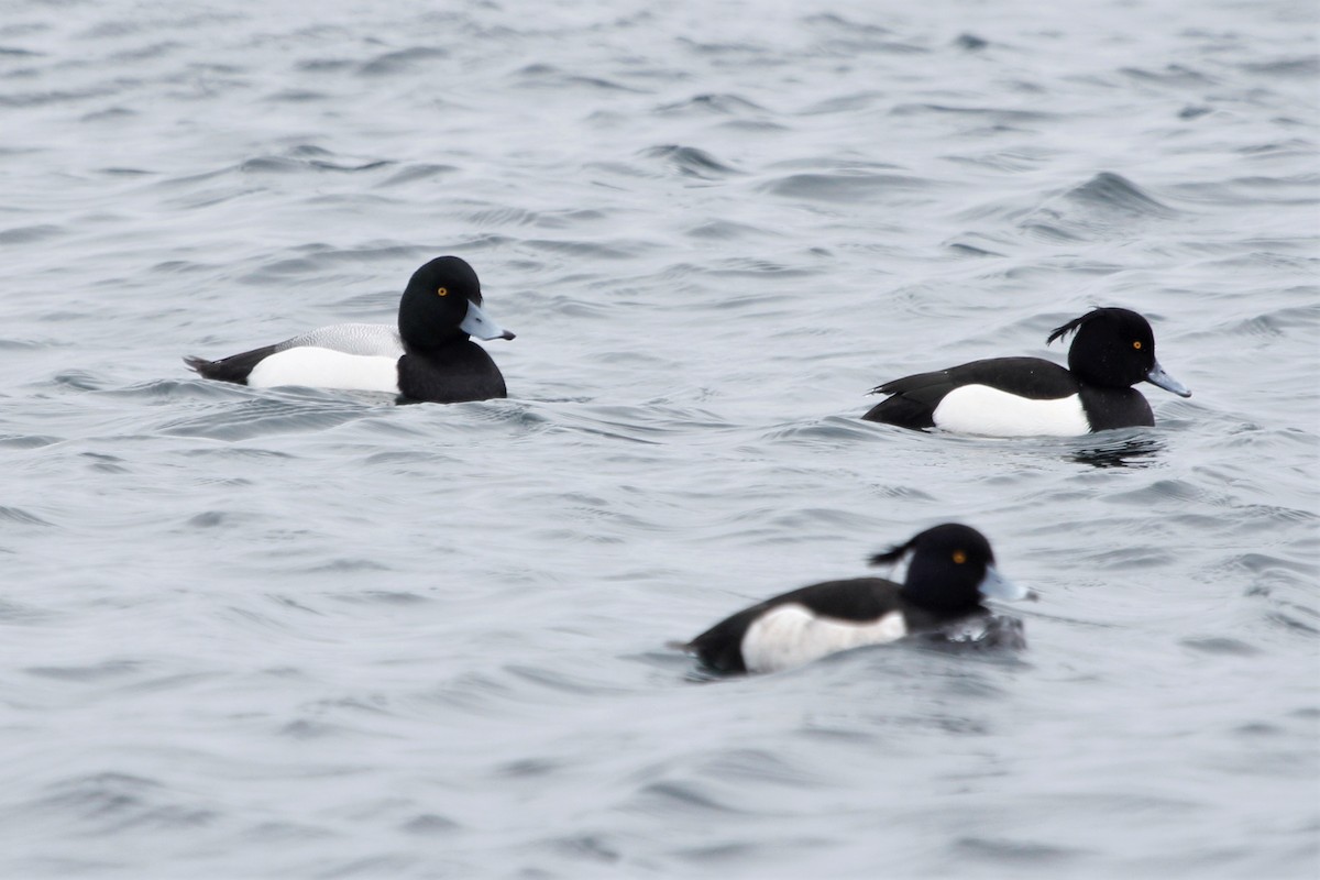 Greater Scaup - ML309677301