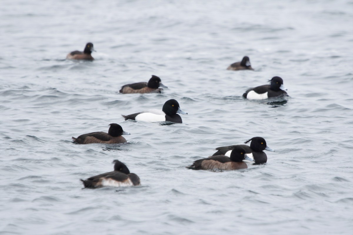 Greater Scaup - ML309677311