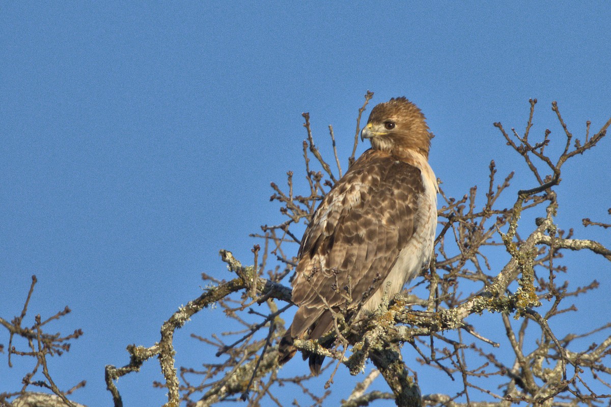Red-tailed Hawk - ML309677521