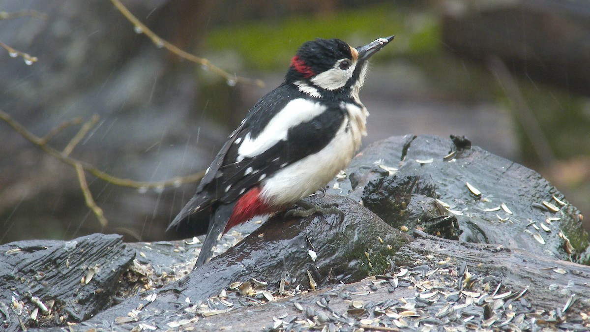 Great Spotted Woodpecker - ML309684171