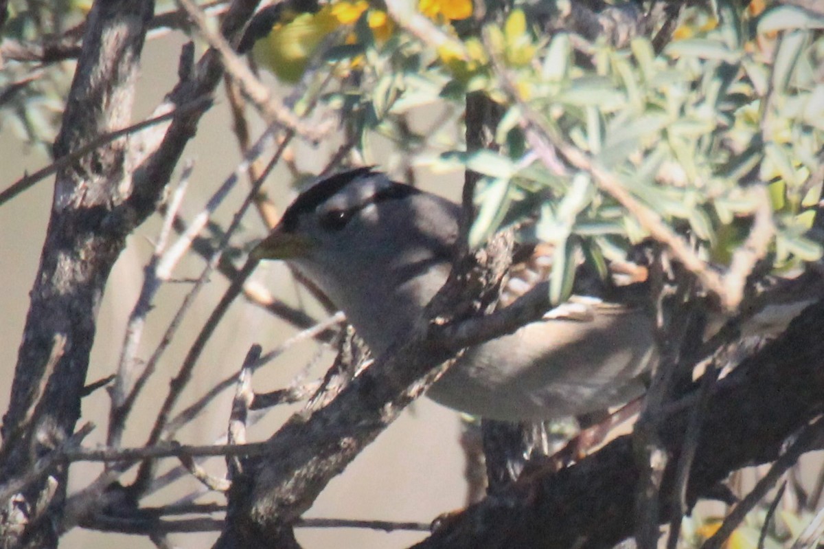White-crowned Sparrow - ML309690331