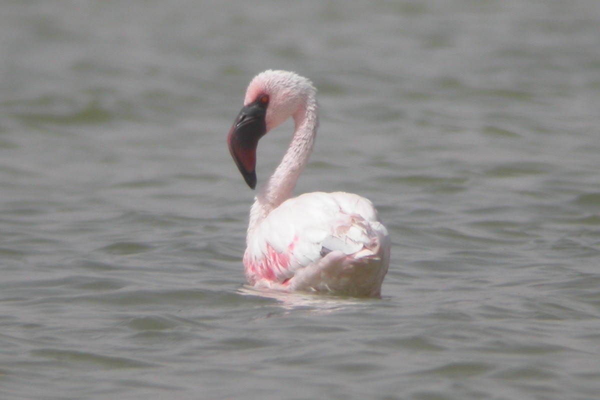 Lesser Flamingo - ML309690711
