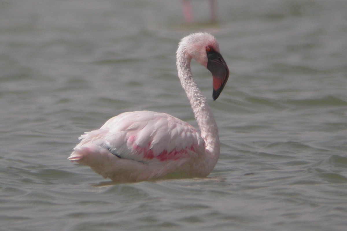 Lesser Flamingo - ML309690721
