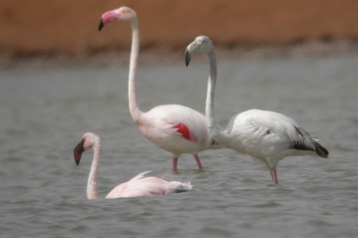 Lesser Flamingo - ML309690741