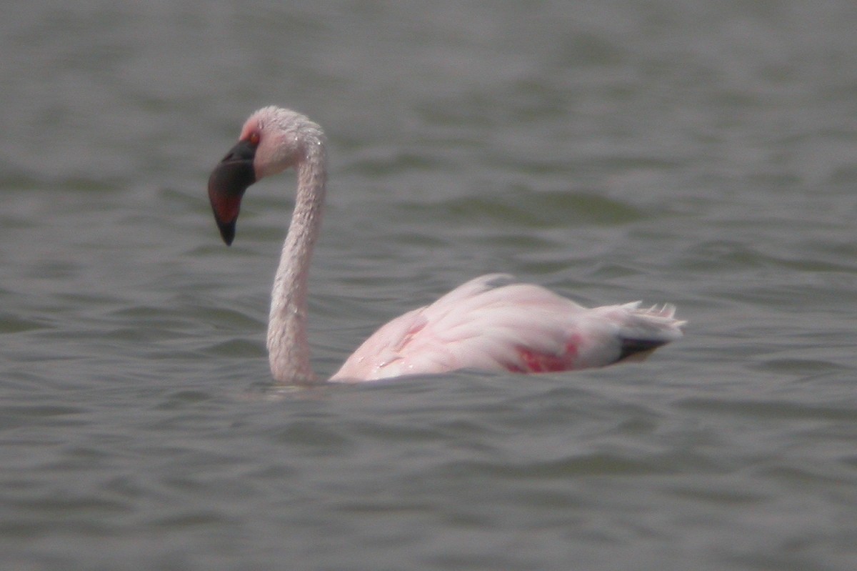 Lesser Flamingo - ML309690751