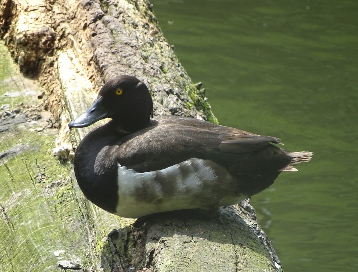Tufted Duck - ML30969171