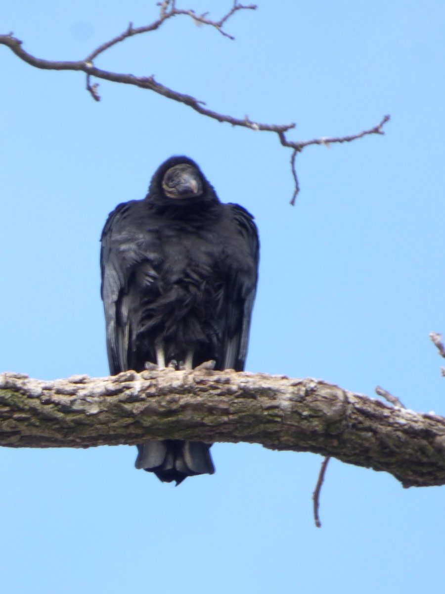 Black Vulture - ML309691881