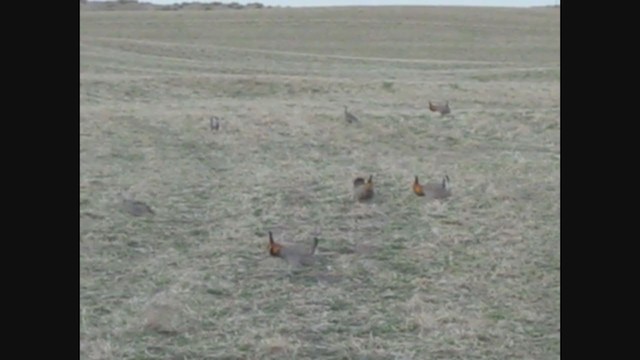 Greater Prairie-Chicken - ML309697861