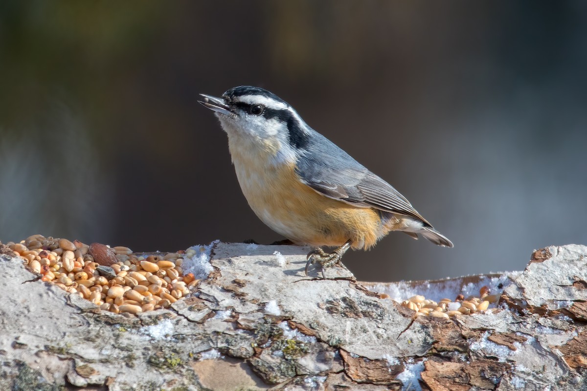 Red-breasted Nuthatch - ML309698411