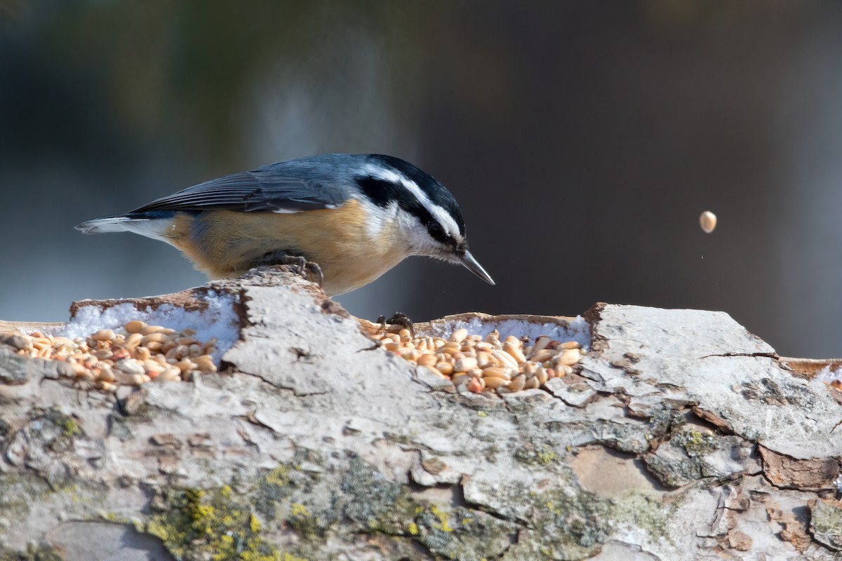 Red-breasted Nuthatch - ML309698491