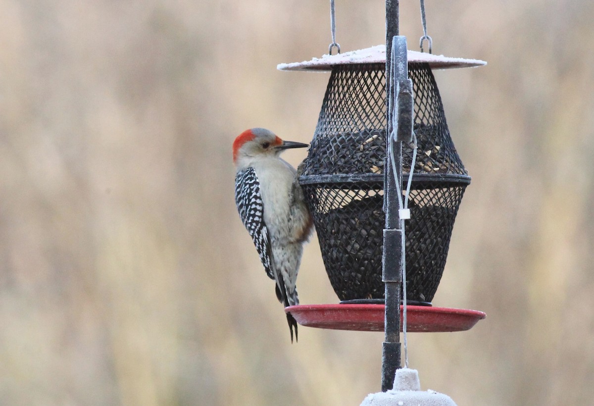 eBird Checklist 20 Feb 2021 Bell Road, Powhatan, Virginia, US 10
