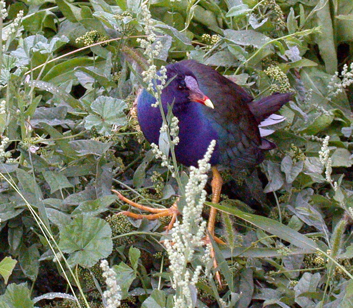 Purple Gallinule - ML309703561